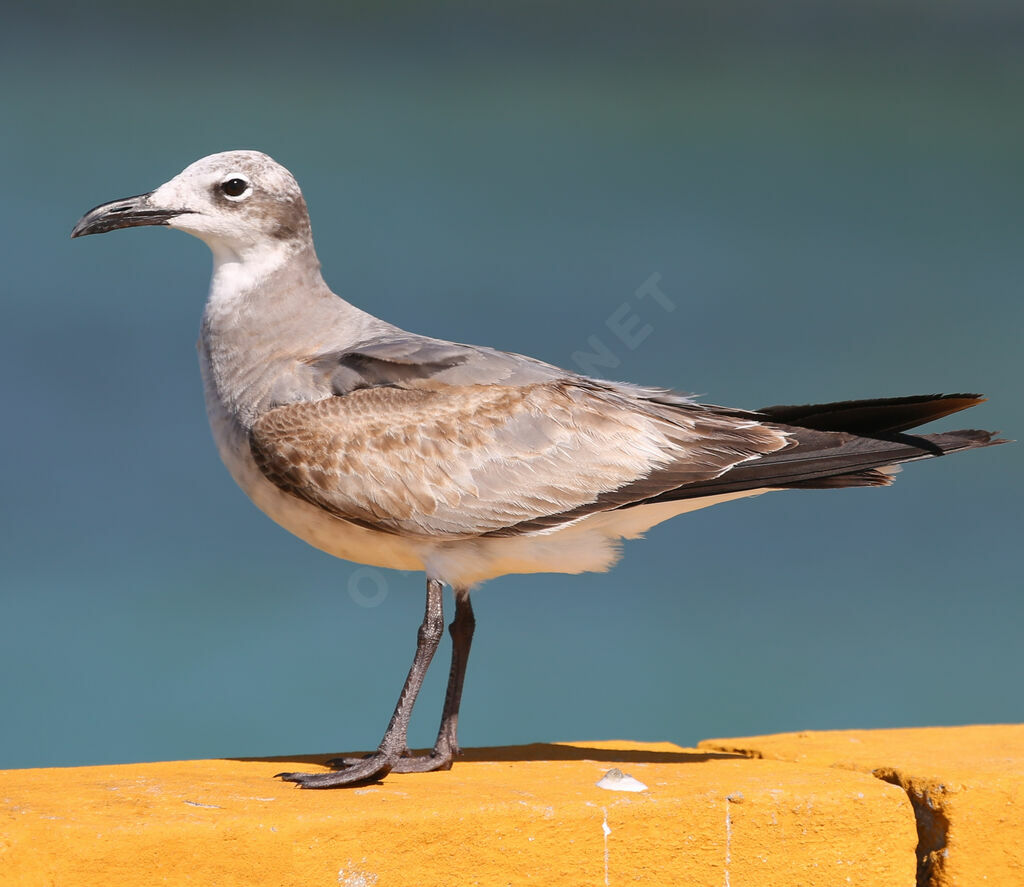 Mouette atricille