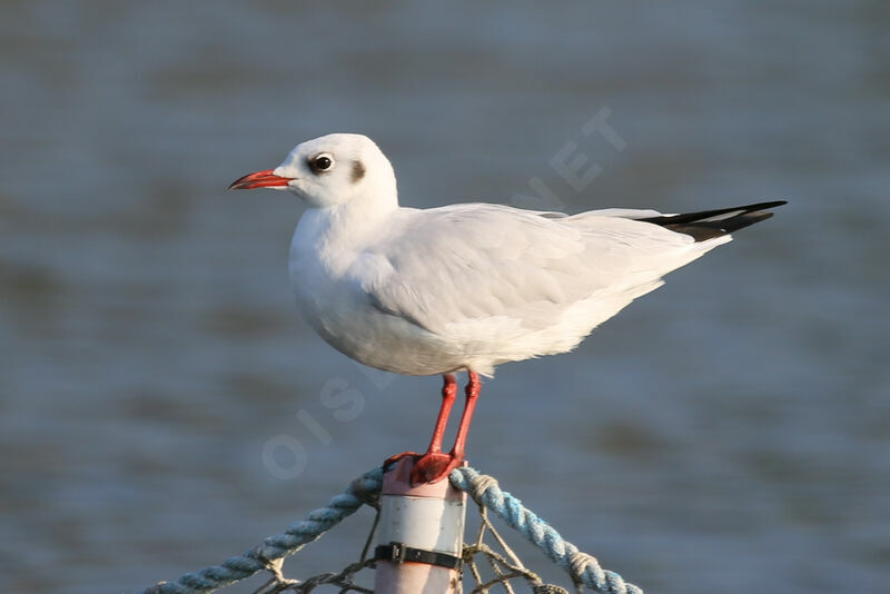 Mouette rieuse