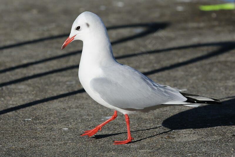 Mouette rieuse