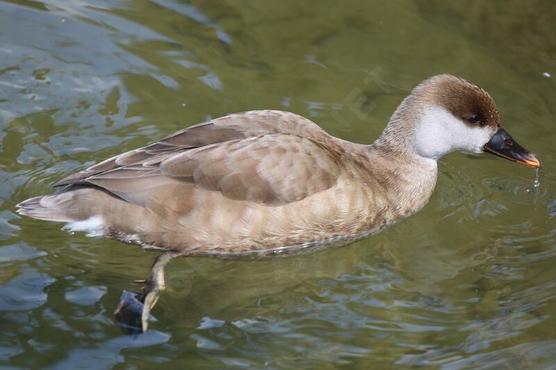 Red-crested Pochard