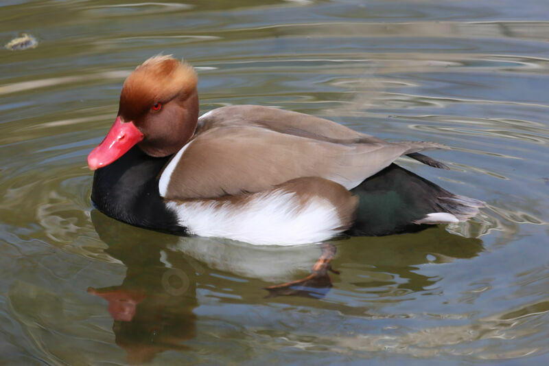 Red-crested Pochard