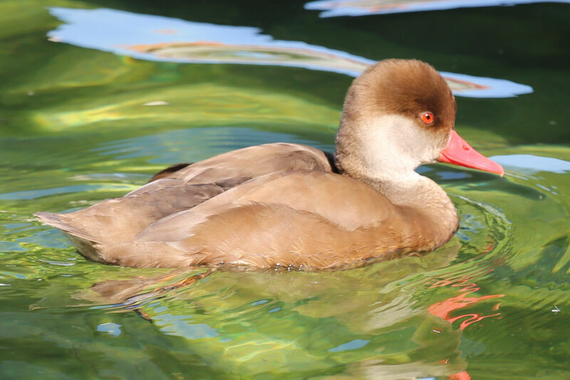 Nette rousse