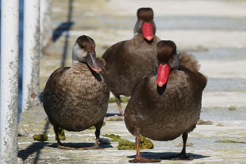 Red-crested Pochard