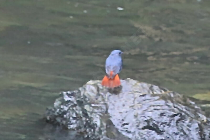 Plumbeous Water Redstart