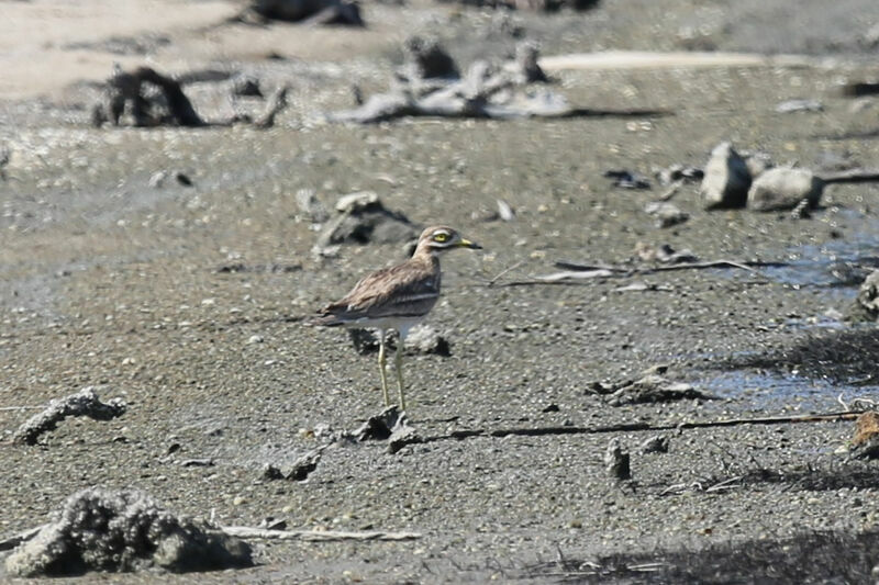 Eurasian Stone-curlew