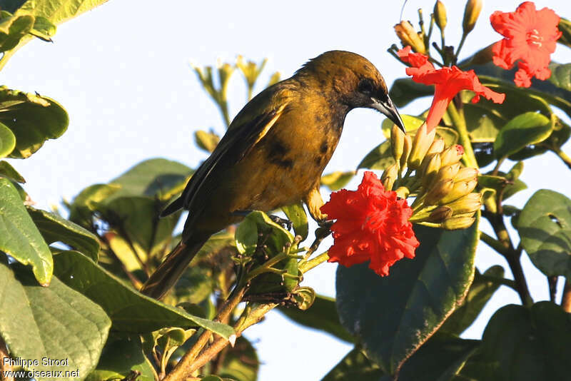 Cuban Orioleimmature, feeding habits