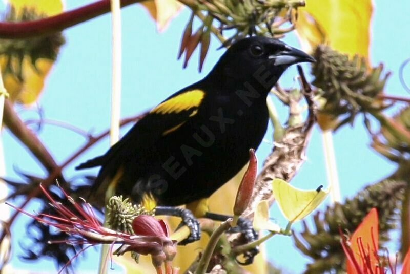 Oriole de Cuba