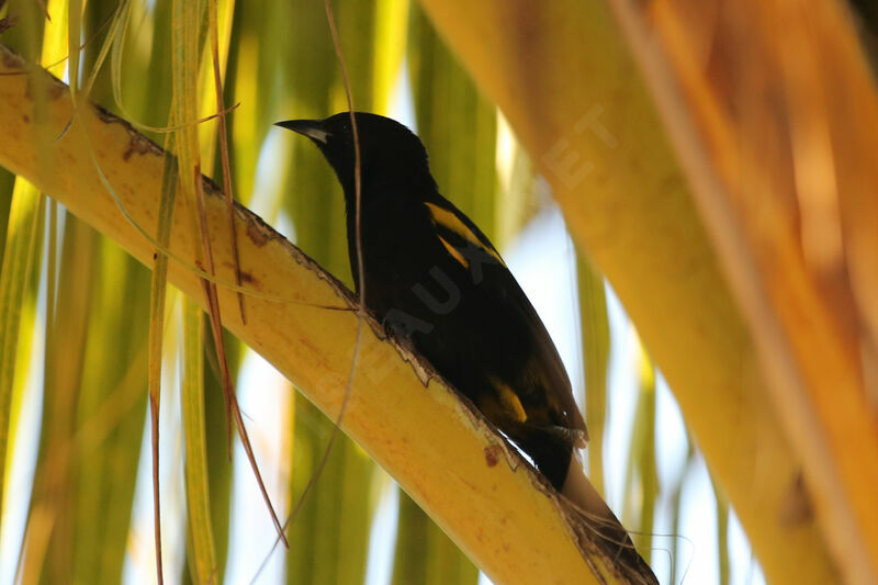 Oriole de Cuba