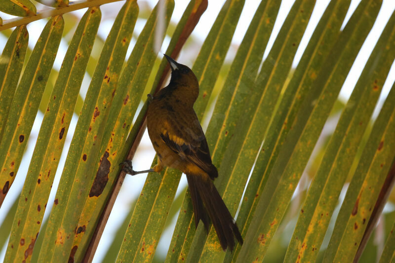 Oriole de Cuba