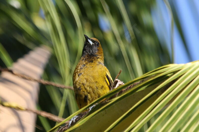 Cuban Oriole