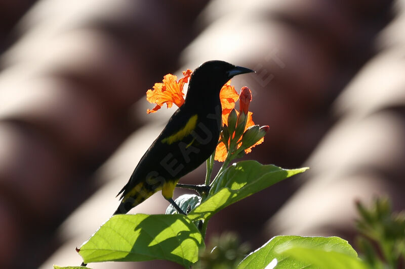 Cuban Oriole