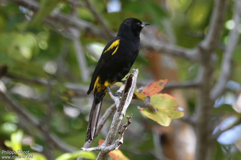 Oriole de Cubaadulte, identification