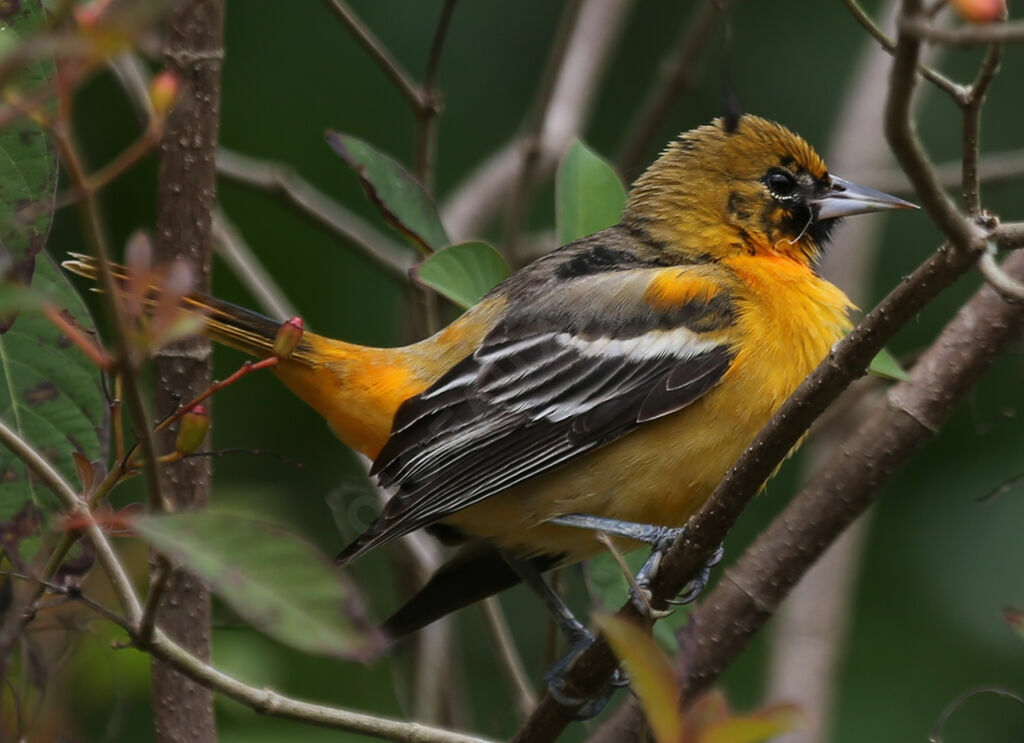 Oriole du Nord