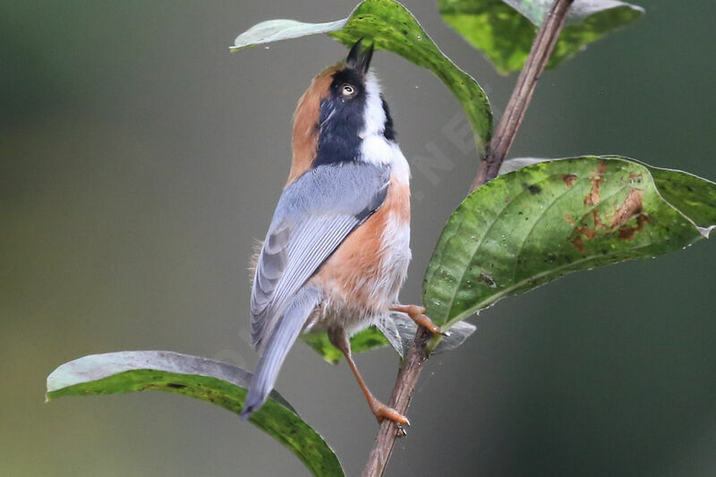 Black-throated Bushtit