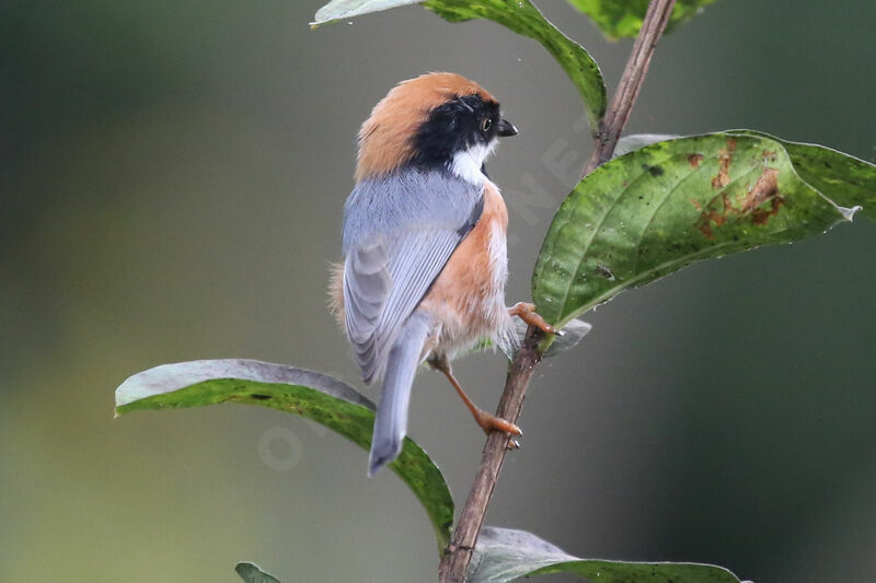 Black-throated Bushtit