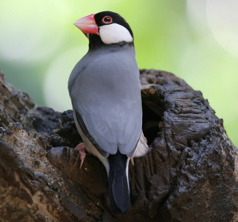 Java Sparrow