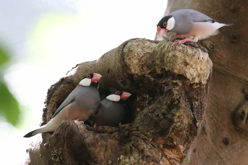 Java Sparrow