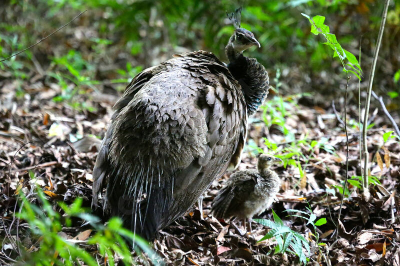 Indian Peafowl