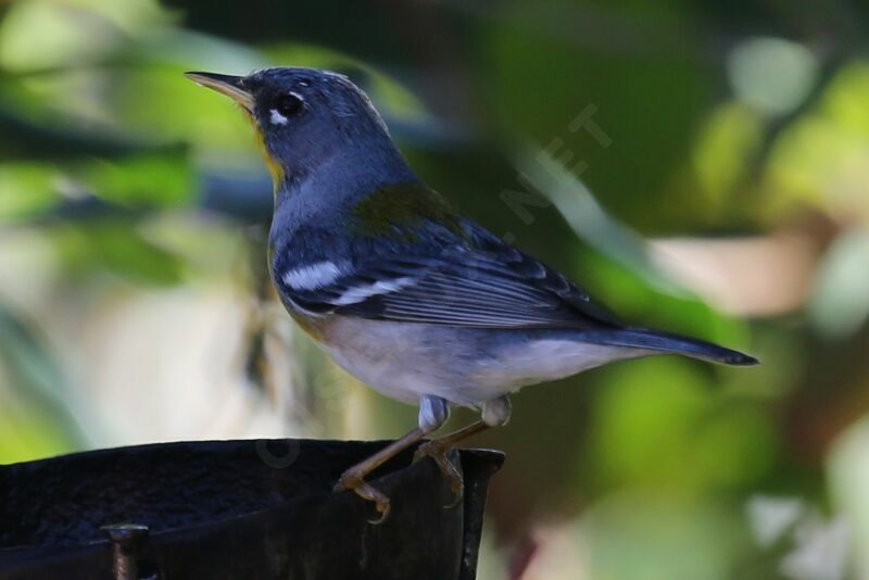 Northern Parula