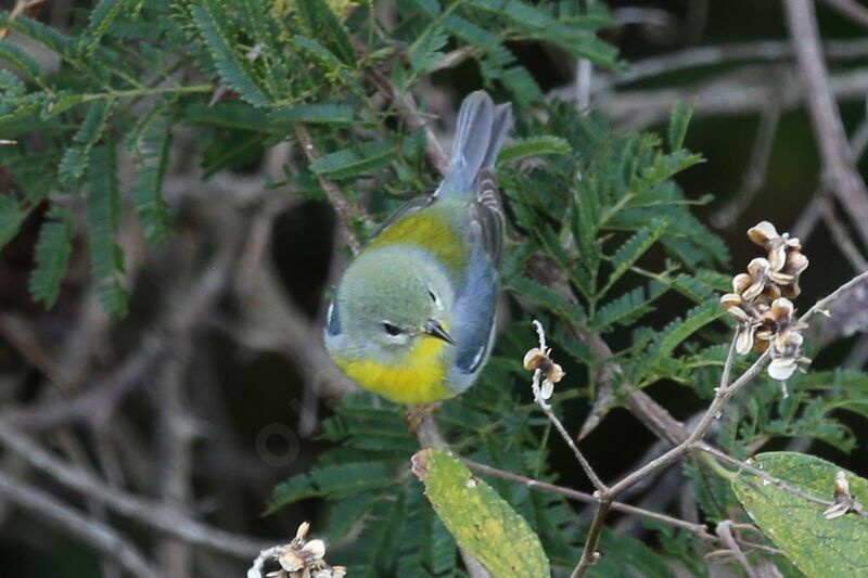 Northern Parula