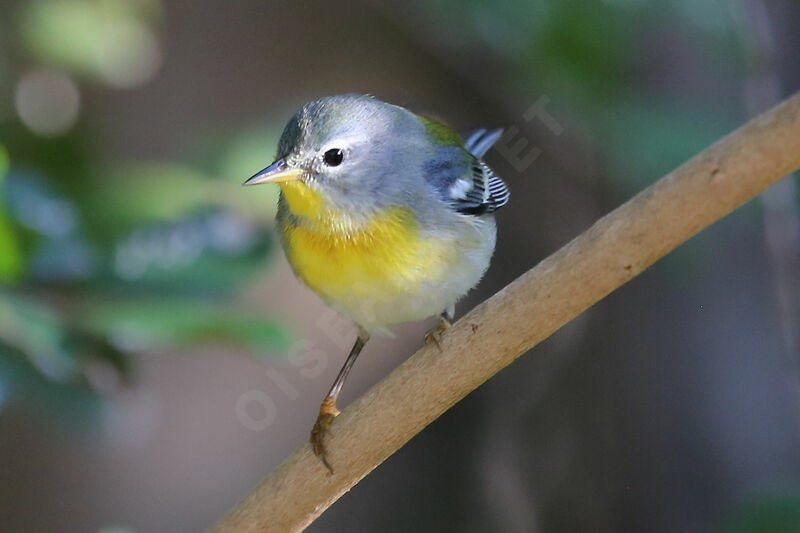 Northern Parula