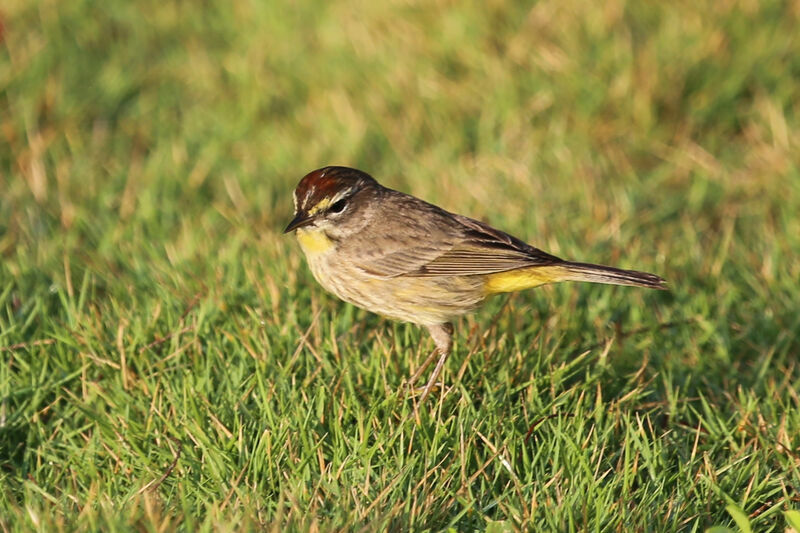 Paruline à couronne rousse