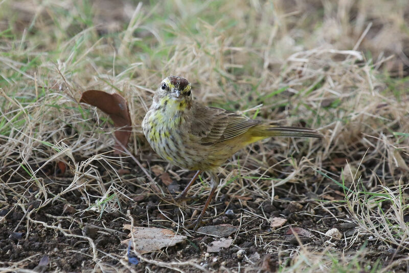 Palm Warbler