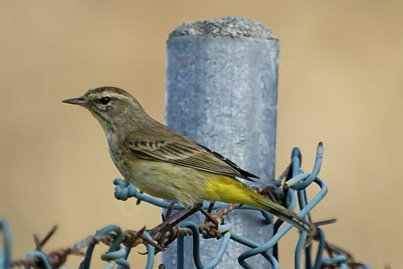 Palm Warbler