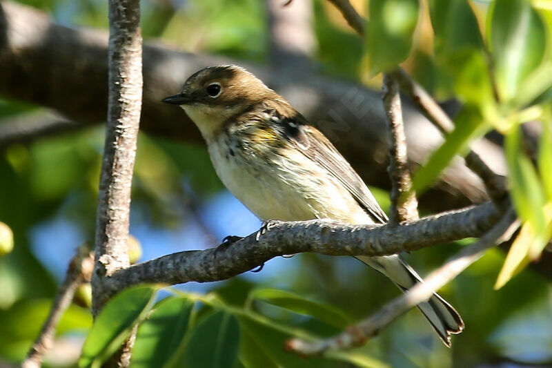 Myrtle Warbler