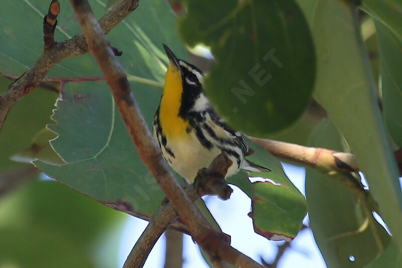 Yellow-throated Warbler