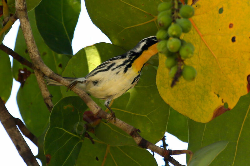 Yellow-throated Warbler