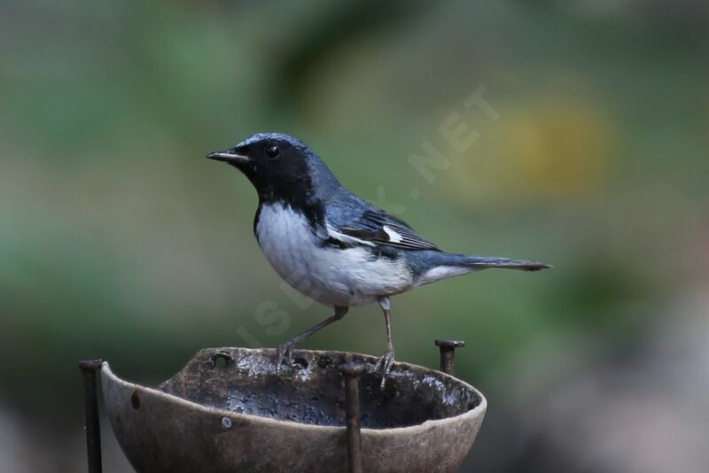 Black-throated Blue Warbler