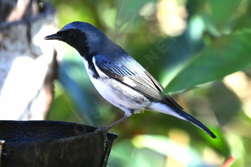 Black-throated Blue Warbler