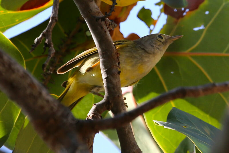 Oriente Warbler