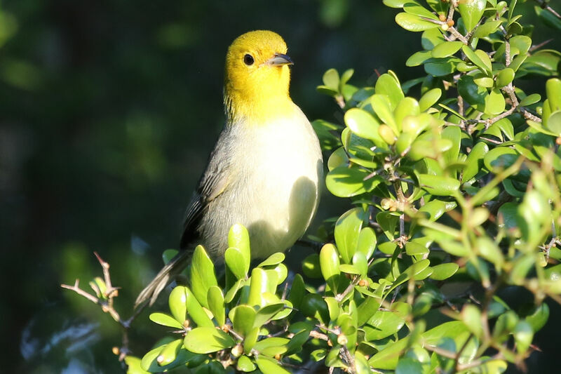 Yellow-headed Warbler