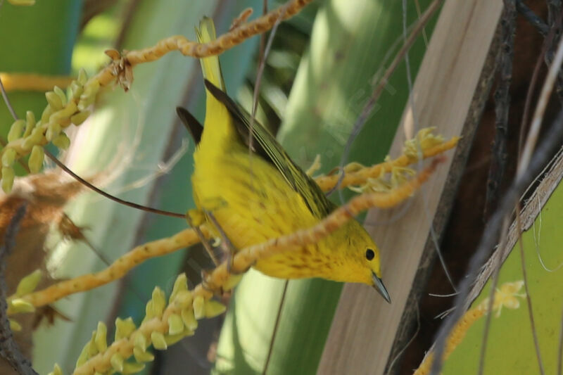 Paruline des mangroves