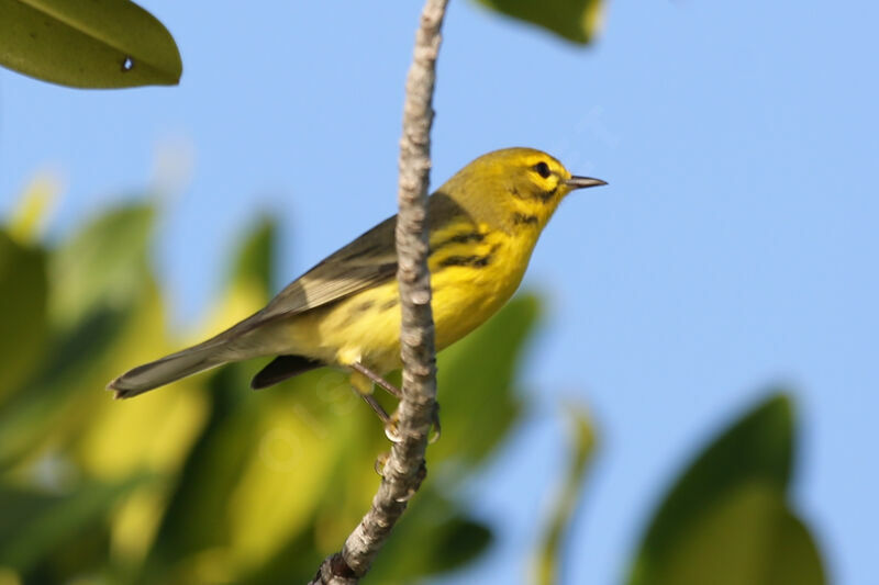 Paruline des prés