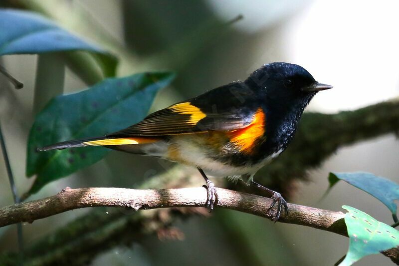 Paruline flamboyante