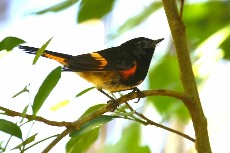 Paruline flamboyante