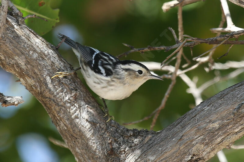 Paruline noir et blanc