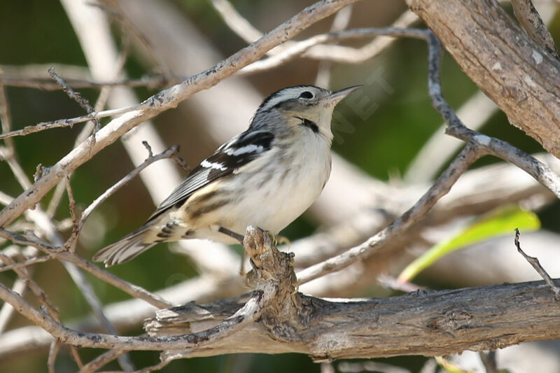 Black-and-white Warbler