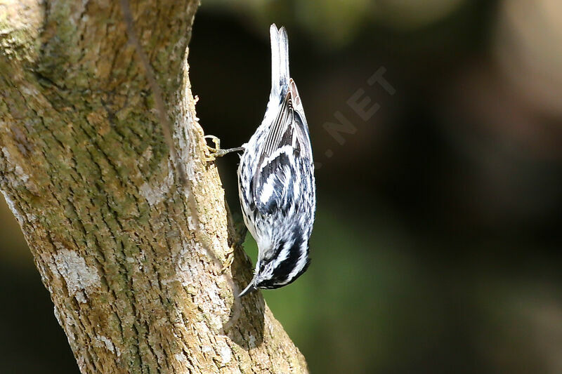 Black-and-white Warbler