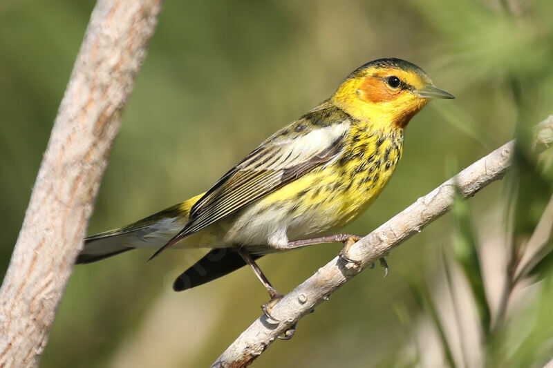 Cape May Warbler