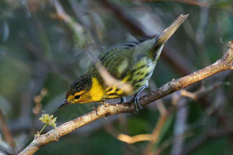 Paruline tigrée