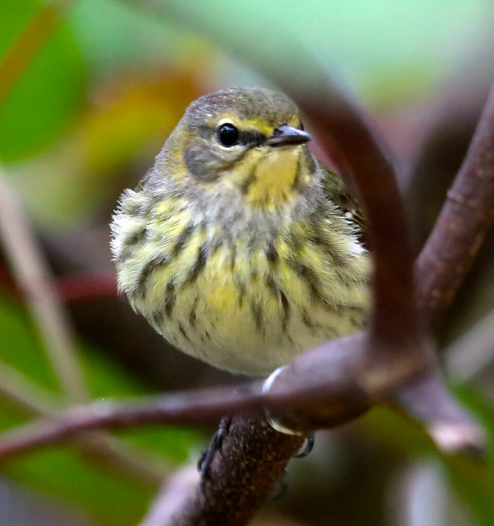 Paruline tigrée