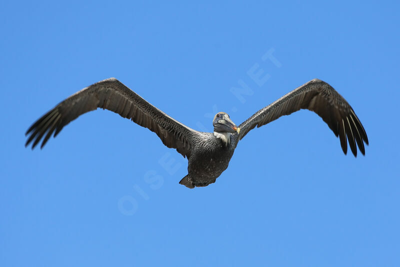 Brown Pelican