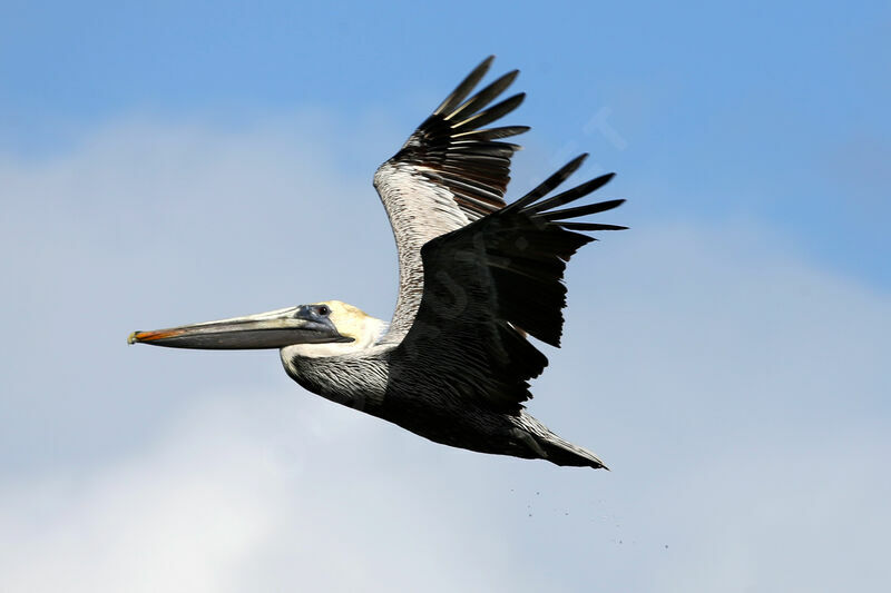 Brown Pelican