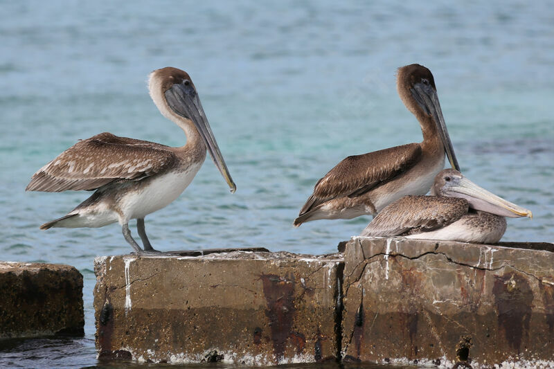 Brown Pelican