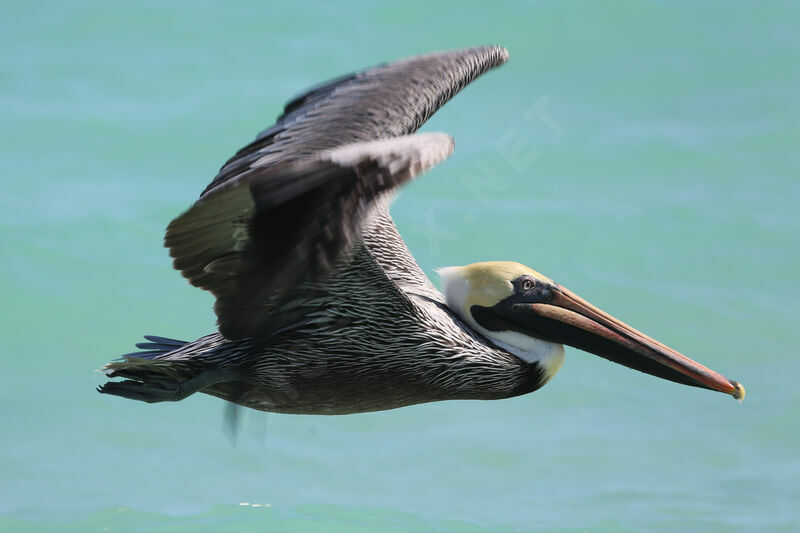 Brown Pelican