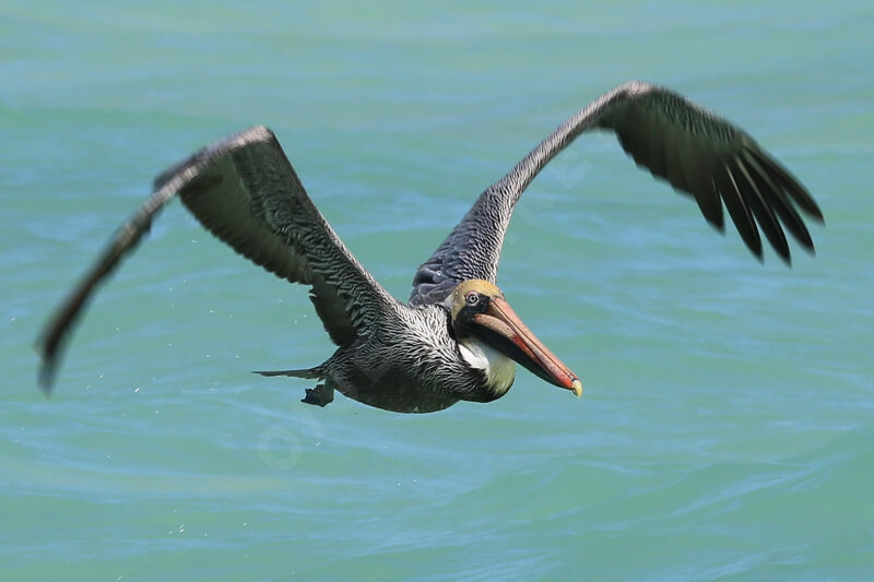 Brown Pelican